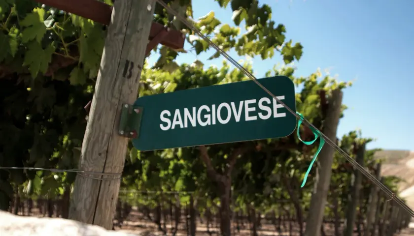 Schild mit der Aufschrift "SANGIOVESE" in einem Weinberg. Diese Rebsorte ist die Grundlage für viele berühmte italienische Weine, wie z.B. Chianti.