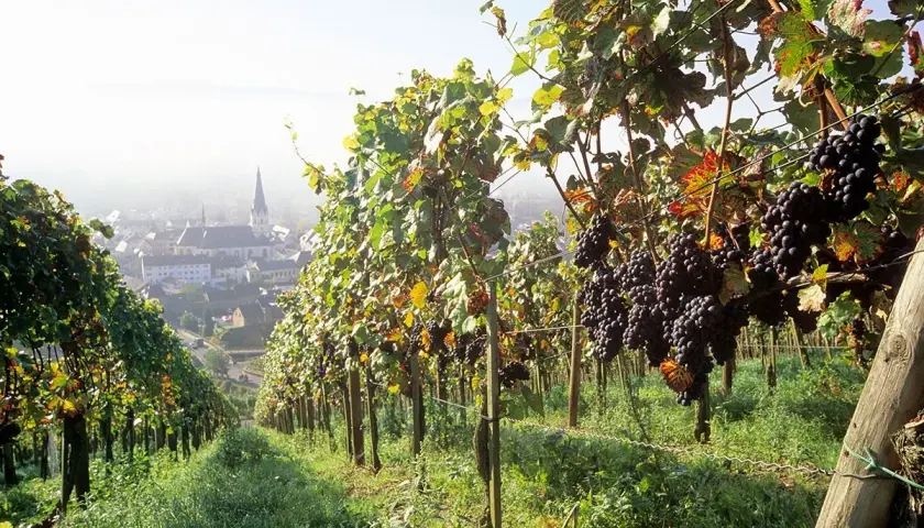 Reife Trauben von Pinot Noir reifen in einem deutschen Weinberg. Im Hintergrund liegt ein malerisches Dorf.