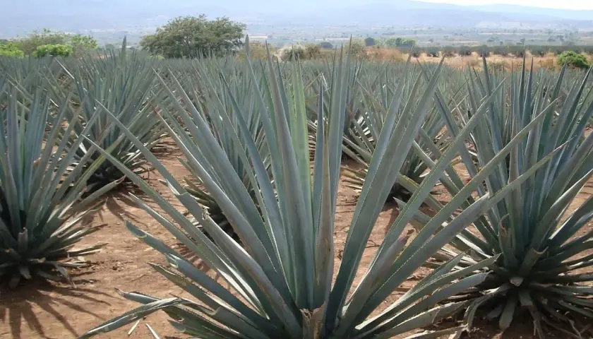 Agavenfelder in Mexiko, die Quelle, woraus ist Tequila. Die blauen Agavenpflanzen wachsen in Reihen unter blauem Himmel.