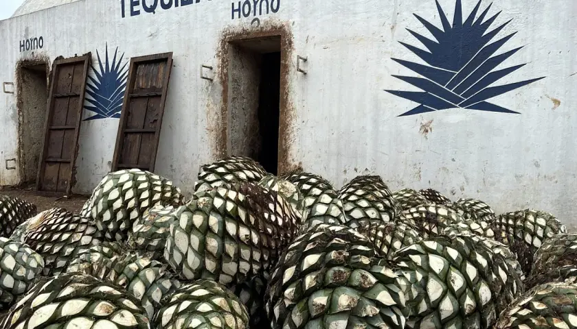 Ein Berg von blauen Agavenherzen liegt vor einem Gebäude mit der Aufschrift "TEQUILA HORNO".