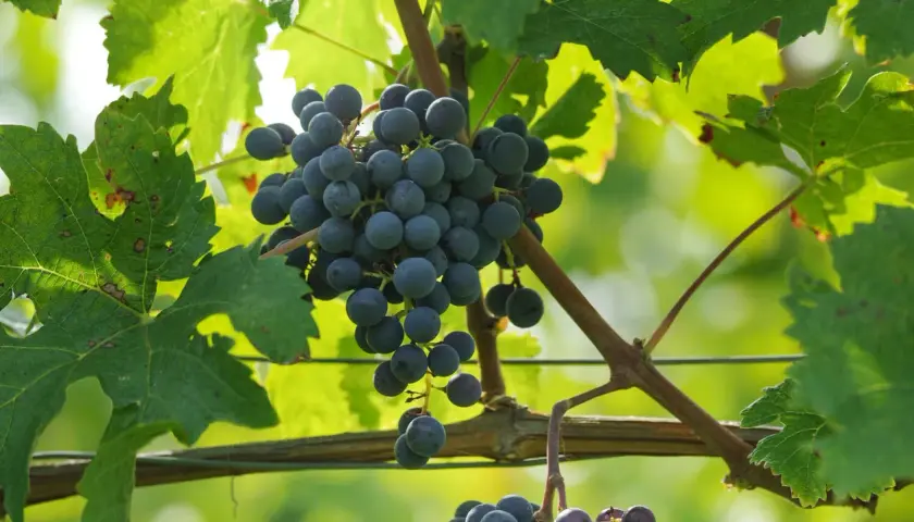 Reife Cabernet Franc Trauben hängen an der Rebe, umgeben von grünen Blättern.
