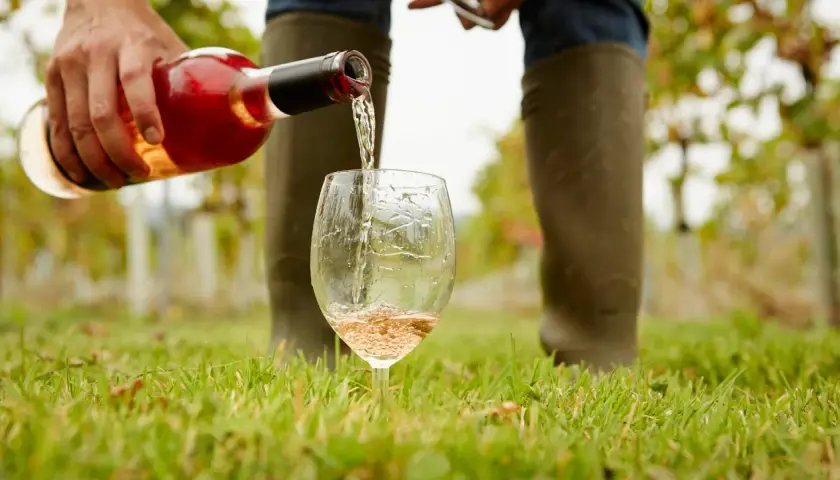 Roséwein aus Pinot Noir Trauben wird in ein Glas gegossen, im Weinberg.