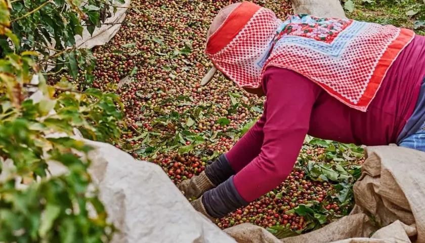 Kaffeebohnen werden von einer Person in Säcke gefüllt. Dieses Bild erinnert an die Länder, welches Land produziert am meisten Kaffee, wie Brasilien.