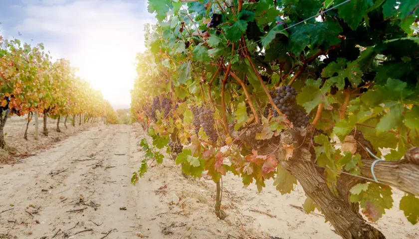 Reife Trauben an einem sonnigen Tag in einem Weinberg in Rioja, Spanien. Der perfekte Ort für exzellenten Wein.