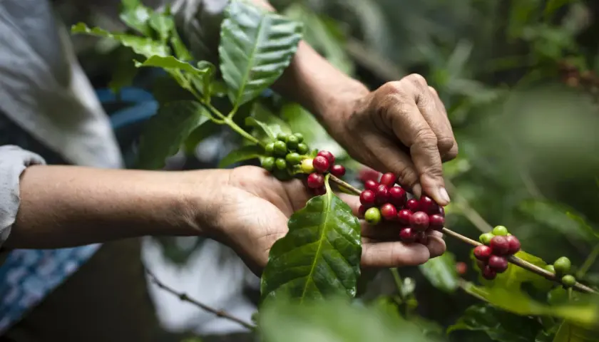 Hände ernten reife Kaffeekirschen auf einer Kaffeeplantage. Grüne und rote Beeren hängen an Zweigen.