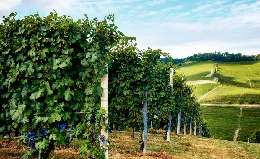 Nebbiolo verstehen - Herkunft, Geschmack und passende Weine