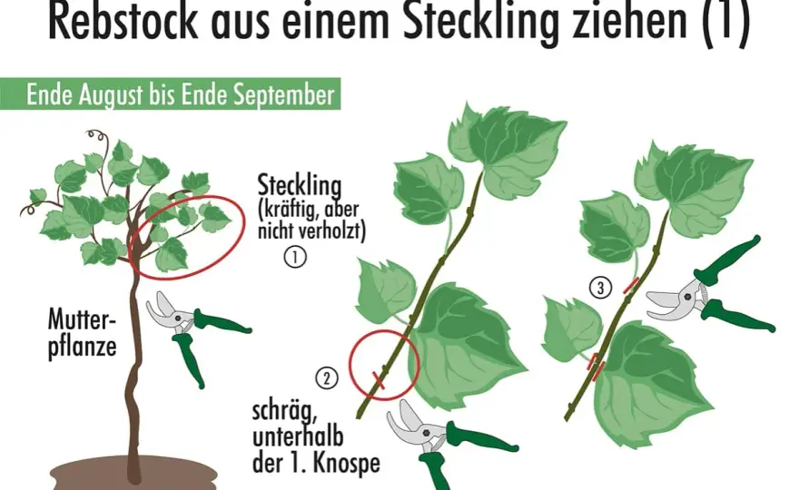 Weinreben verstehen - vom Rebstock zum Wein