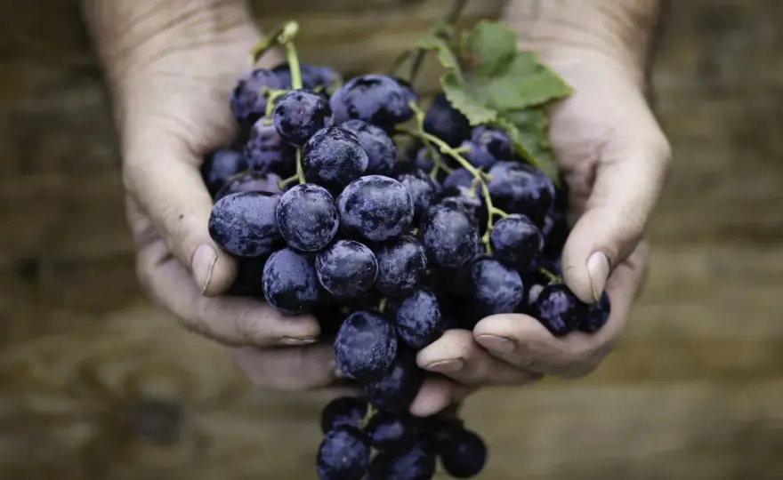 Blanc de Noirs erklärt - Weißwein aus roten Trauben