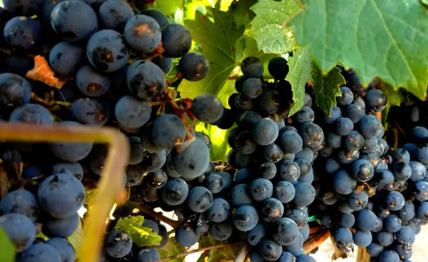 Malbec verstehen - Geschmack, Herkunft und passende Speisen
