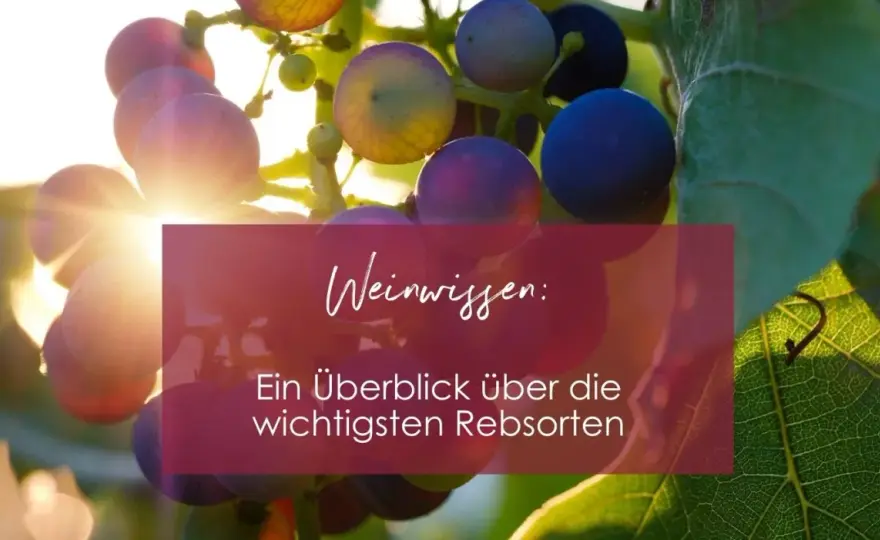 Wie viele Rebsorten gibt es weltweit? Die wichtigsten Zahlen