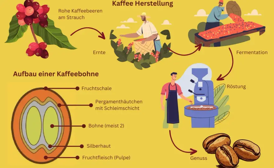 Woher kommt Kaffee? Ursprung, Anbau und Verarbeitung