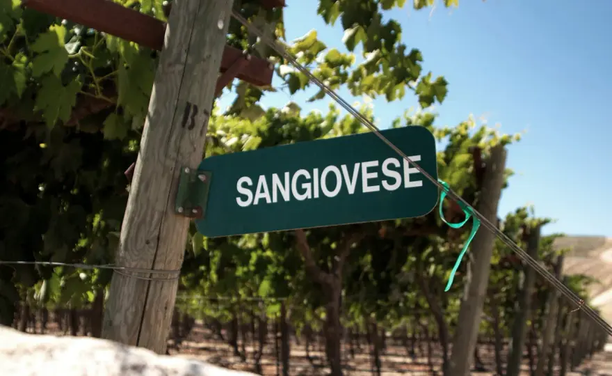 Welche Rebsorte steckt im Chianti? Sangiovese erklärt