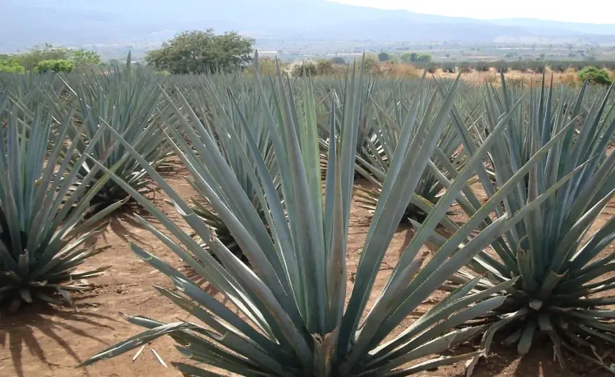 Woraus besteht Tequila und was bedeutet 100 % Agave?