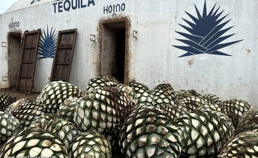 Piña der Agave - so prägt sie den Geschmack von Tequila