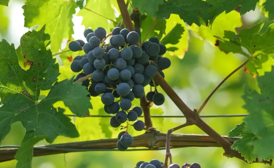 Cabernet Franc verstehen - Geschmack, Herkunft und passende Speisen