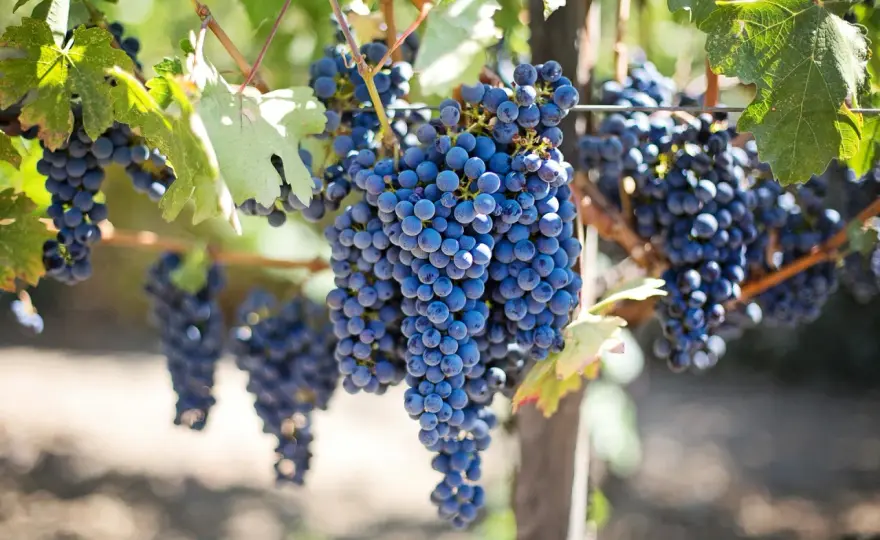 Rebsorten für Wein - Unterschiede, Aromen und Auswahl