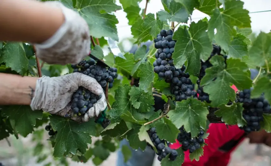 Weinproduktion weltweit - Länder, Klima und Trends