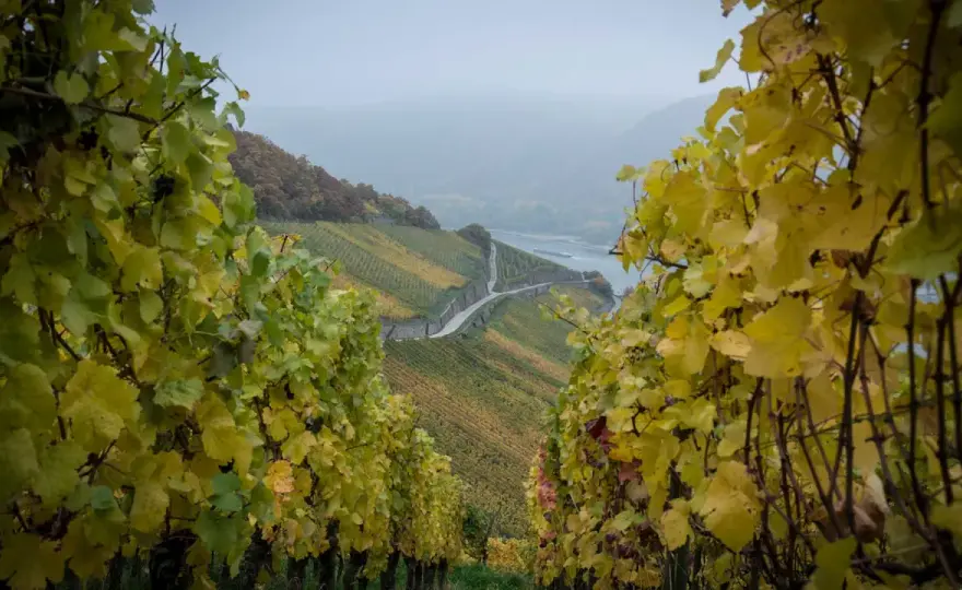 Autochthone Rebsorten in Deutschland - Silvaner, Elbling & Co.