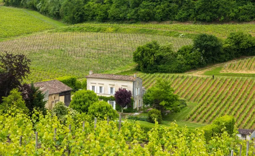 Bordeaux-Wein verstehen - Rebsorten, Ufer und passende Speisen