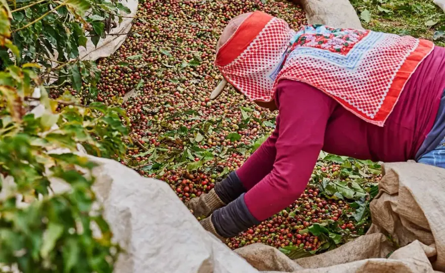 Welches Land produziert am meisten Kaffee? Brasilien führt