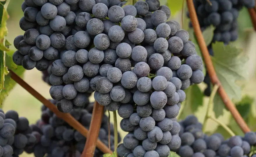 Welche Rebsorte hat Barbaresco? Nebbiolo erklärt