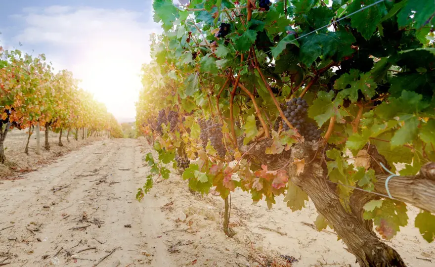Rioja-Wein entdecken - Rebsorten, Reife und passende Speisen