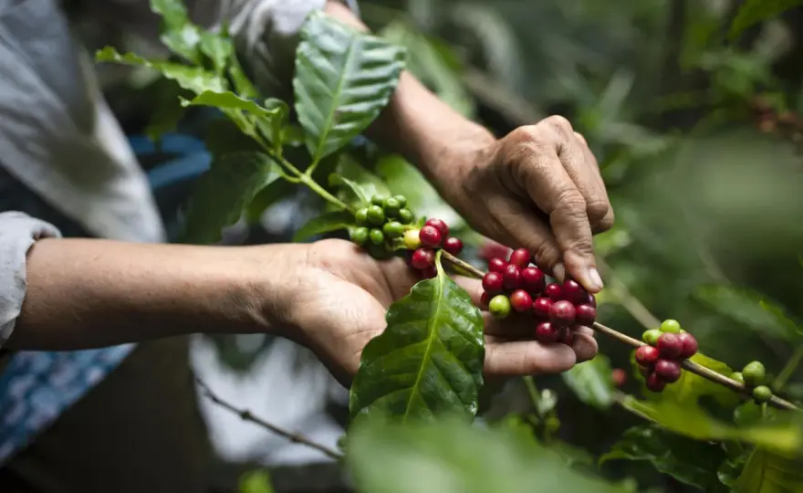 Kaffeeplantage verstehen - von Arabica bis zur nachhaltigen Ernte