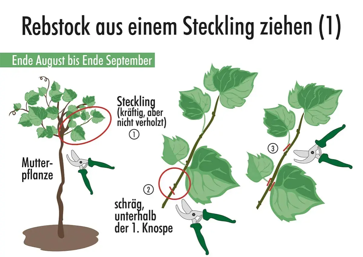 Anleitung zum Ziehen von Reben aus Stecklingen. Zeigt Mutterpflanze, wie man Stecklinge schneidet und vorbereitet.