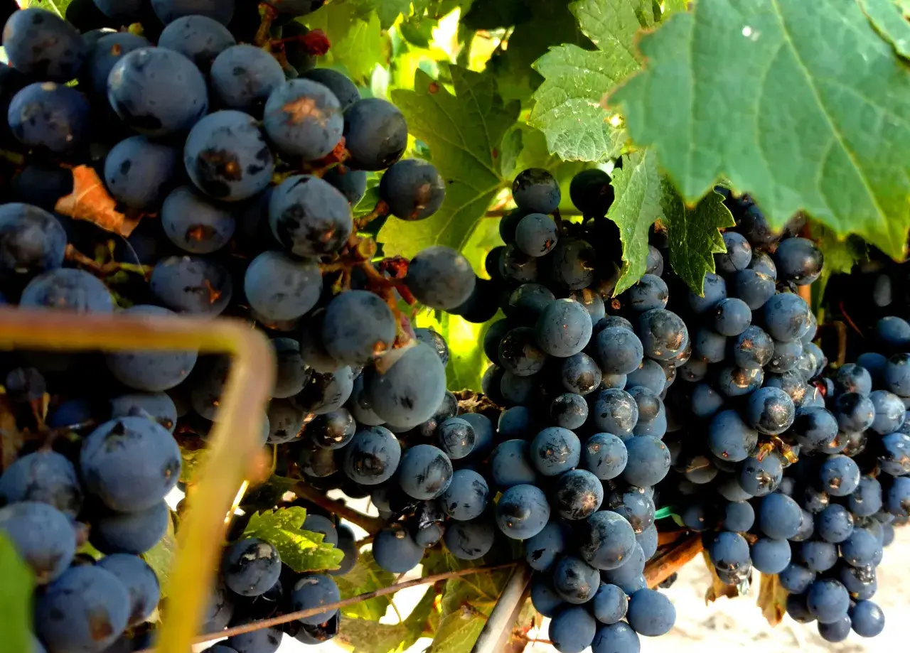 Reife, dunkle Malbec-Trauben hängen an einem sonnenbeschienenen Weinstock. Was ist Malbec? Eine rote Rebsorte, die für vollmundige Weine bekannt ist.