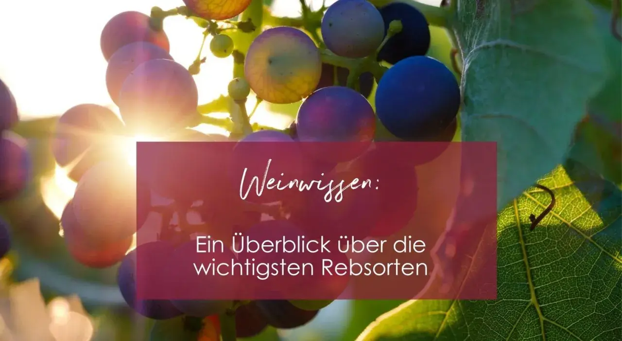 Sonnenbeschienene Trauben mit Text "Weinwissen: Ein Überblick über die wichtigsten Rebsorten". Erfahren Sie, wie viele Rebsorten es gibt.