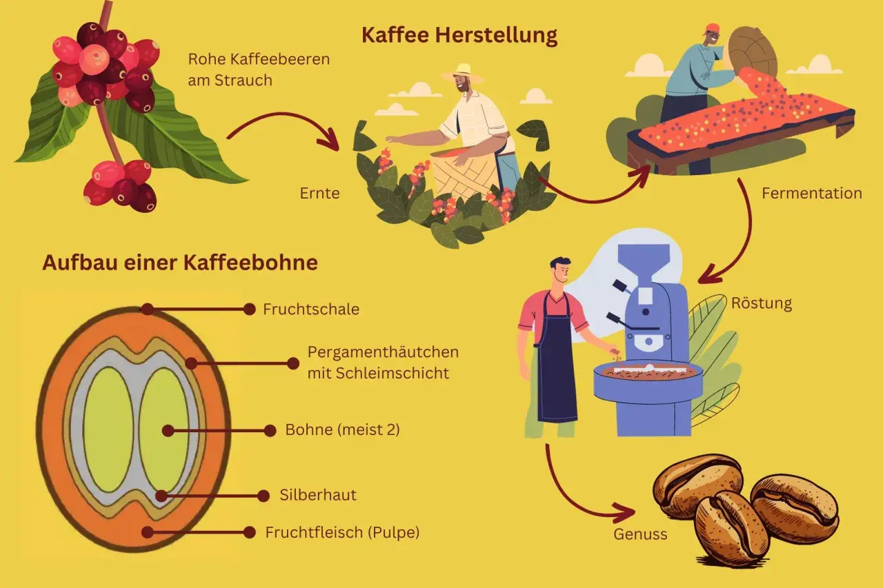 Der Weg des Kaffees: Von der Ernte roher Kaffeekirschen am Strauch über Fermentation und Röstung bis zum Genuss. So entsteht Kaffee.