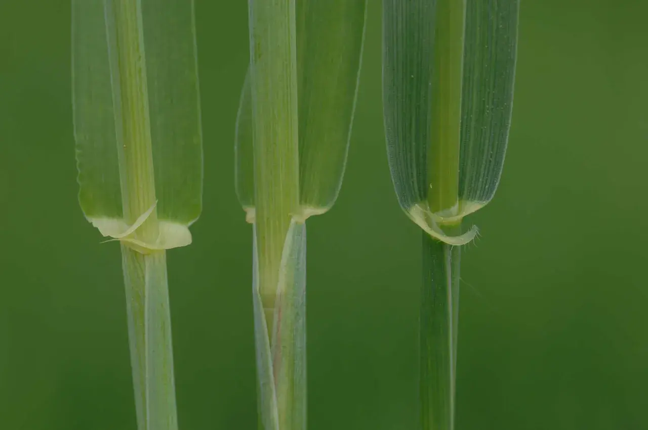 Drei grüne Halme von Getreide, die für die Herstellung von Wodka verwendet werden, wachsen im Feld.