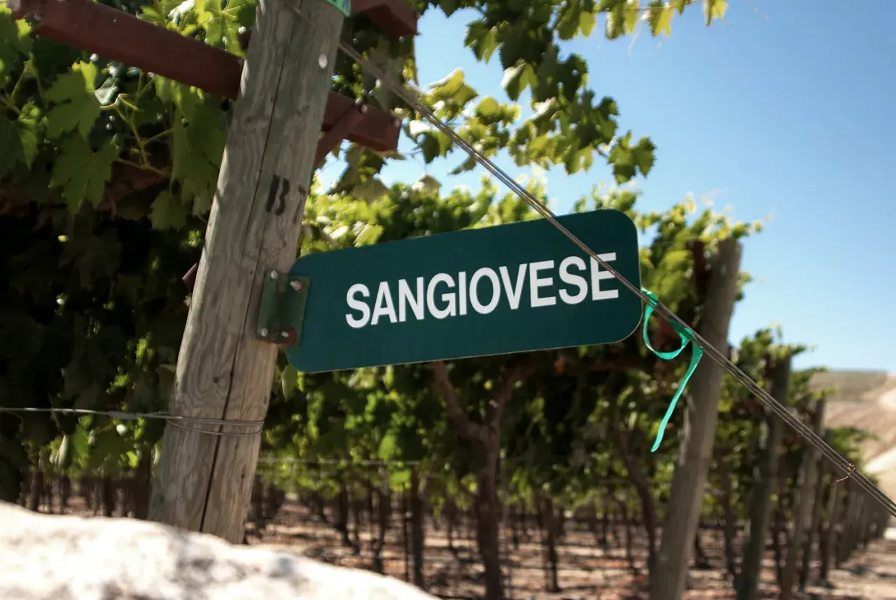 Schild mit der Aufschrift "SANGIOVESE" in einem Weinberg. Diese Rebsorte ist die Grundlage für viele berühmte italienische Weine, wie z.B. Chianti.