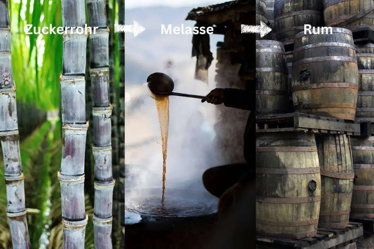 Zuckerrohr wird zu Melasse verarbeitet, aus der dann Rum in Fässern reift.
