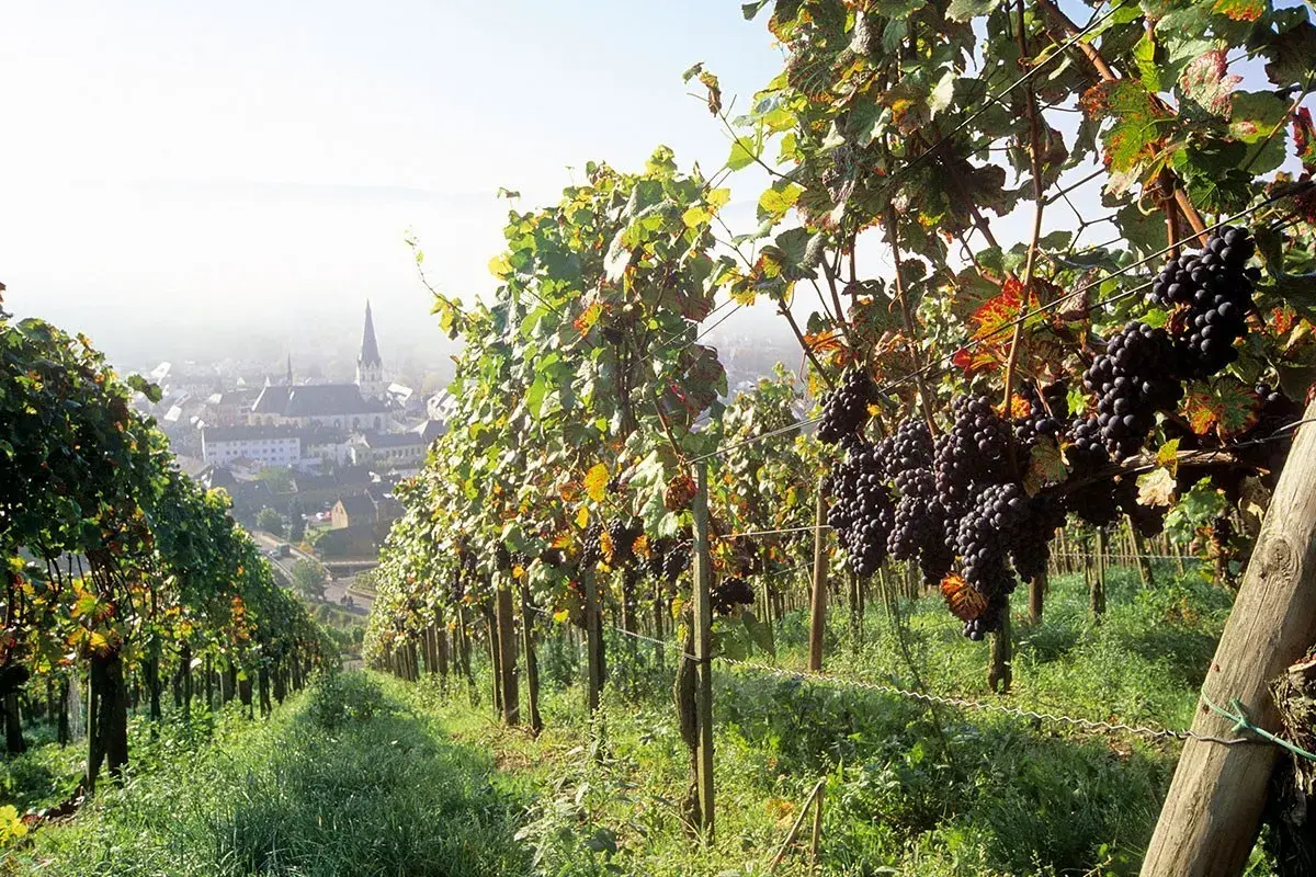 Reife Trauben von Pinot Noir reifen in einem deutschen Weinberg. Im Hintergrund liegt ein malerisches Dorf.