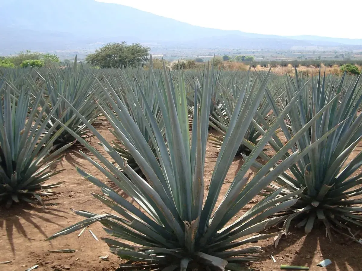 Agavenfelder in Mexiko, die Quelle, woraus ist Tequila. Die blauen Agavenpflanzen wachsen in Reihen unter blauem Himmel.