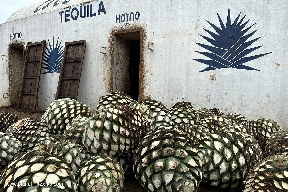 Ein Berg von blauen Agavenherzen liegt vor einem Gebäude mit der Aufschrift "TEQUILA HORNO".