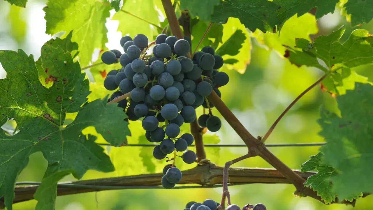 Reife Cabernet Franc Trauben hängen an der Rebe, umgeben von grünen Blättern.