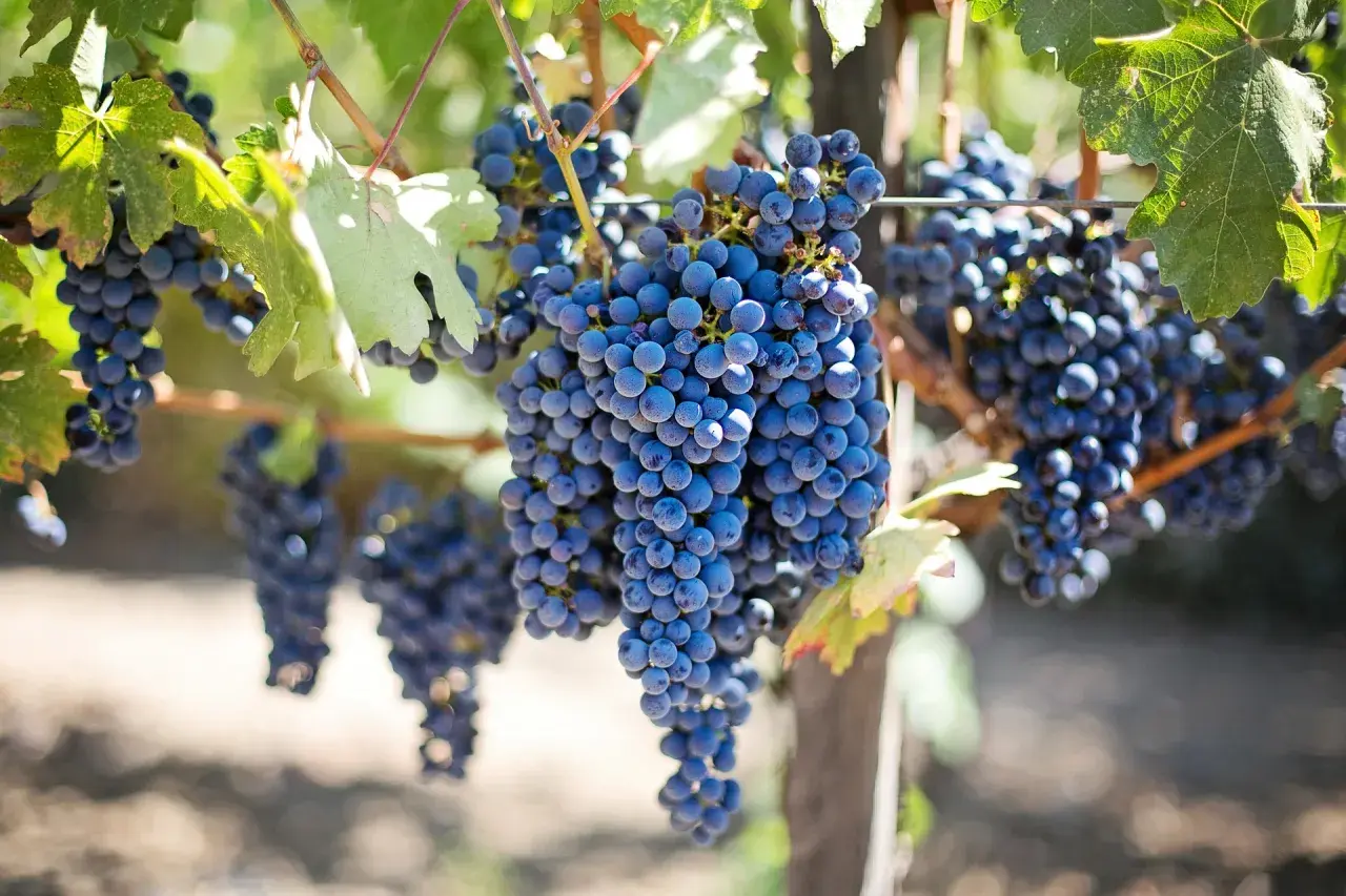 Reife, blaue Trauben hängen an einem sonnigen Weinberg. Verschiedene Trauben sorten reifen hier nebeneinander.