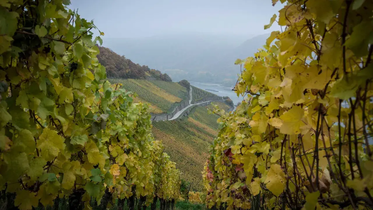 Herbstliche Weinberge mit gelben Blättern, die eine autochthone Rebsorte zeigen. Ein Fluss schlängelt sich durch das Tal.