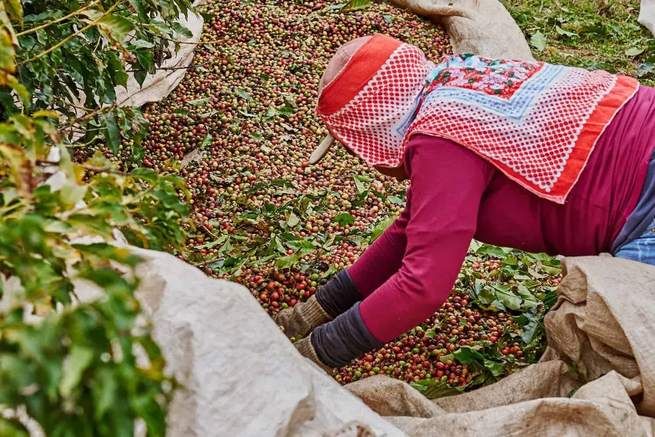 Kaffeebohnen werden von einer Person in Säcke gefüllt. Dieses Bild erinnert an die Länder, welches Land produziert am meisten Kaffee, wie Brasilien.