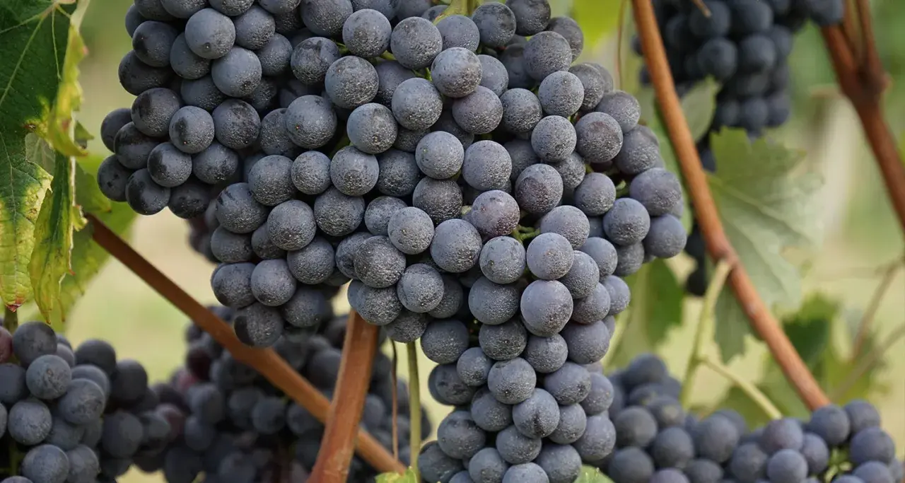 Reife, dunkle Trauben der Barbaresco Rebsorte hängen an einem sonnigen Weinberg.