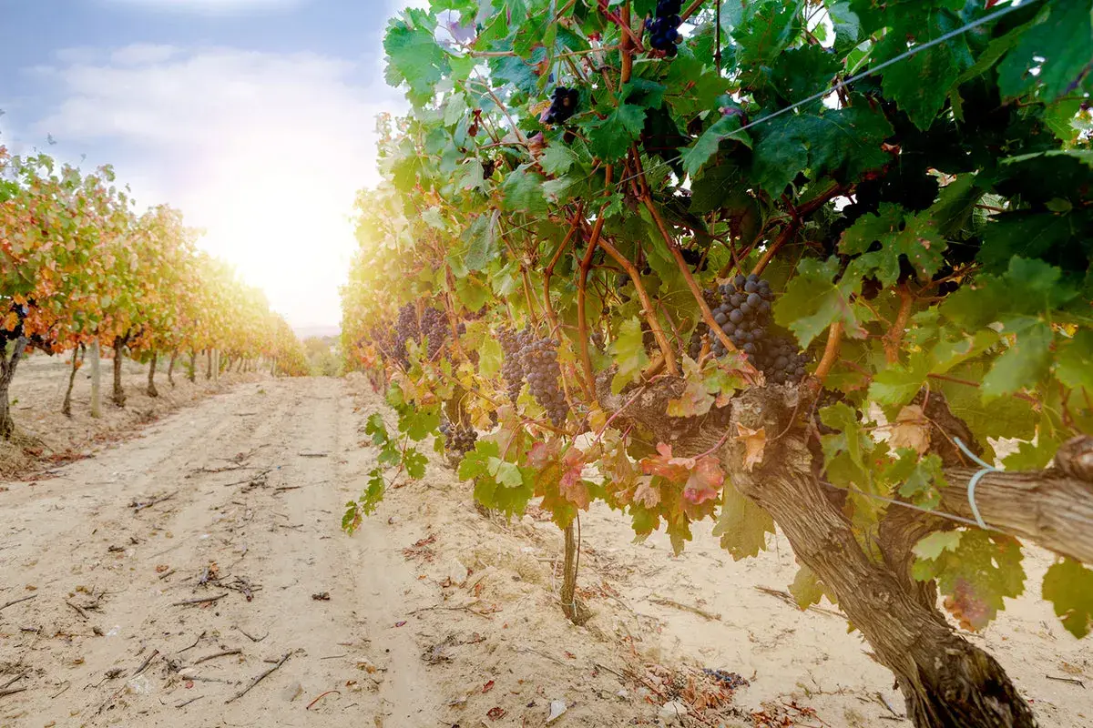 Reife Trauben an einem sonnigen Tag in einem Weinberg in Rioja, Spanien. Der perfekte Ort für exzellenten Wein.