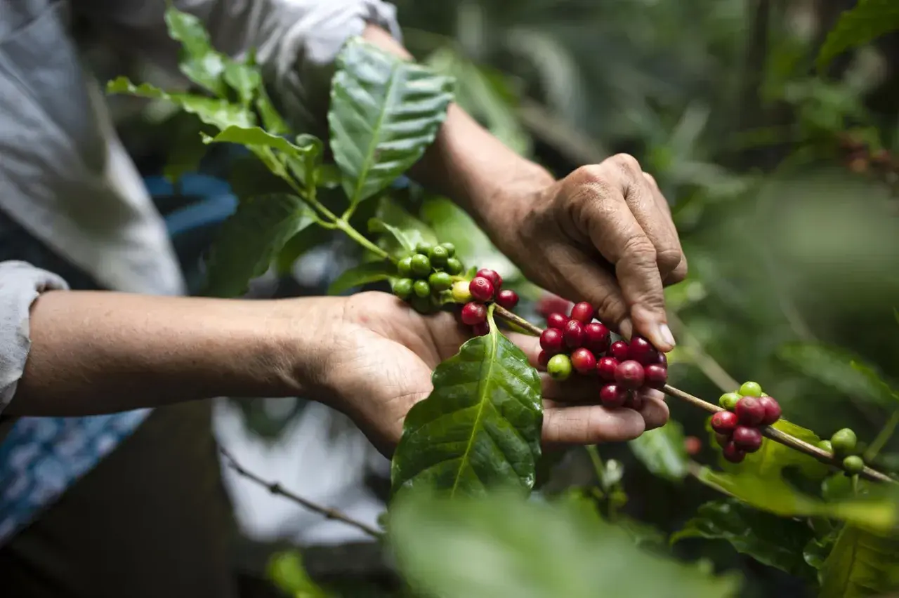 Hände ernten reife Kaffeekirschen auf einer Kaffeeplantage. Grüne und rote Beeren hängen an Zweigen.