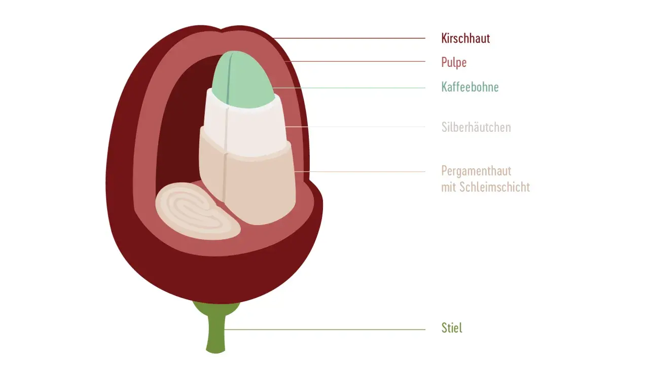 Schnitt einer Kaffeekirsche zeigt, wie wird Kaffee angebaut: Kirschhaut, Pulpe, Kaffeebohne, Silberhäutchen, Pergamenthaut mit Schleimschicht und Stiel.