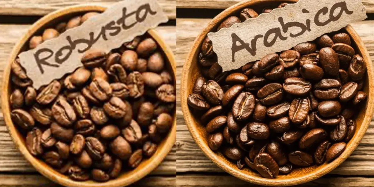 Zwei Holzschalen mit gerösteten Kaffeebohnen. Links 