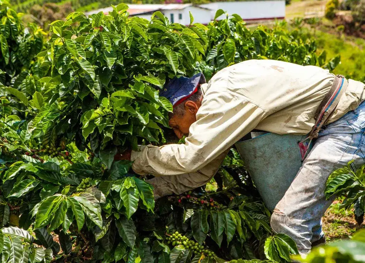 Ein Mann erntet Kaffeekirschen. Dies zeigt, wie wird Kaffee angebaut: von Hand auf einer Plantage.