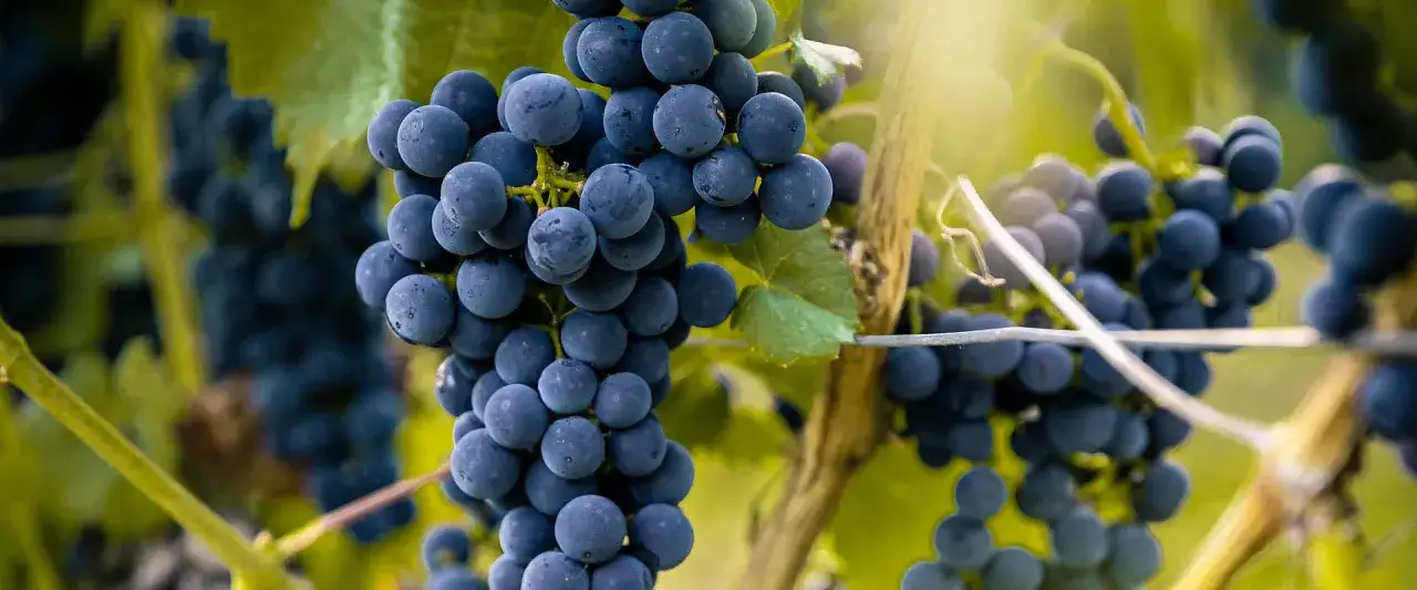 Reife, dunkelblaue Pinot Noir Trauben hängen an einem Rebstock, bereit zur Ernte.
