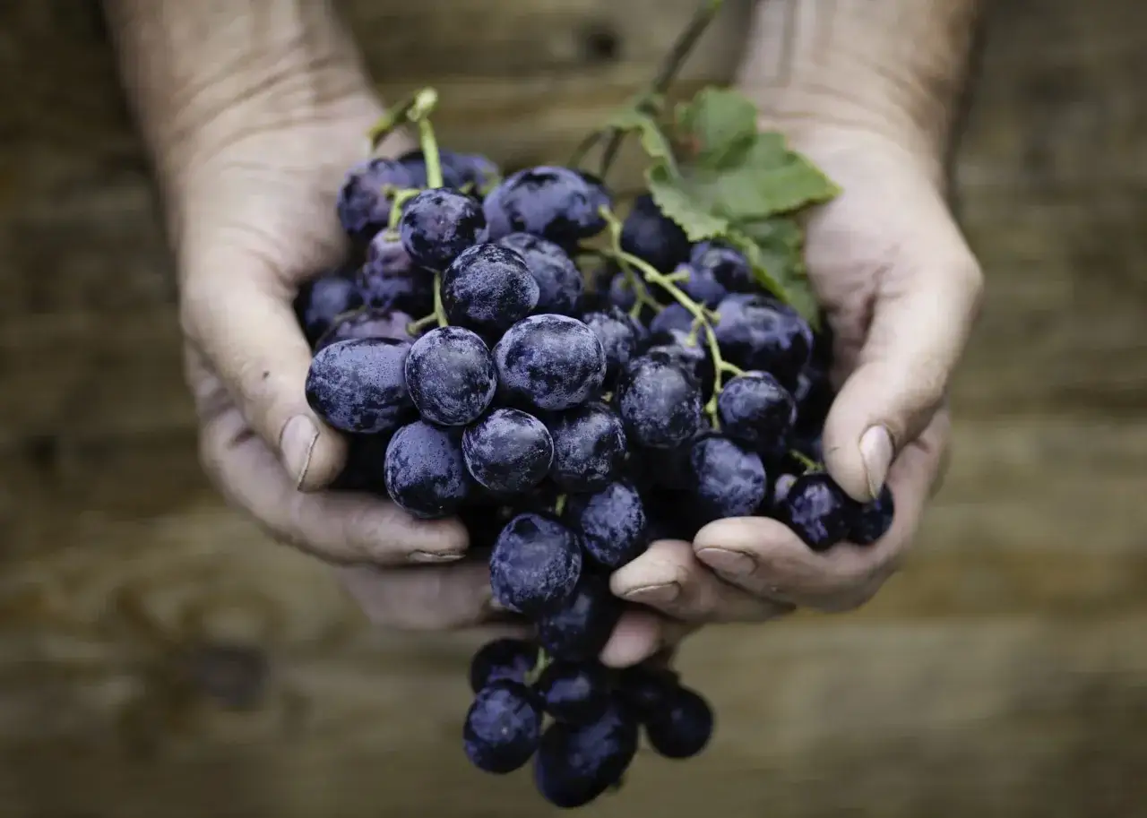 H&auml;nde halten eine reife Traube, die f&uuml;r die Herstellung von weisser Rotwein bestimmt ist.