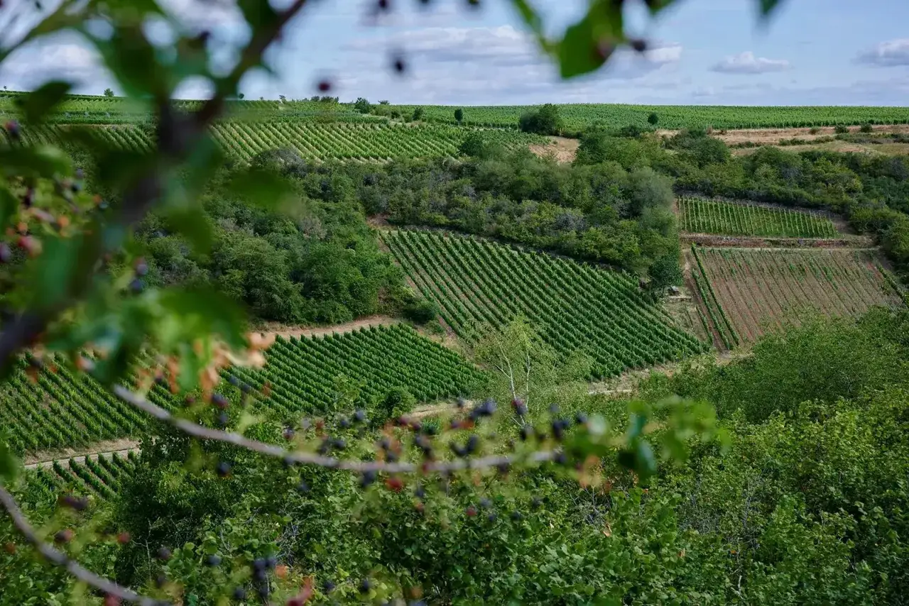 Grüne Weinberge in Deutschland, wo der Pinot Noir reift. Im Vordergrund Beeren, die den Weg zum Wein ebnen.